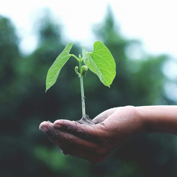 pexels-photo-1072824-1072824 A young sapling held in hands symbolizes growth and sustainability.