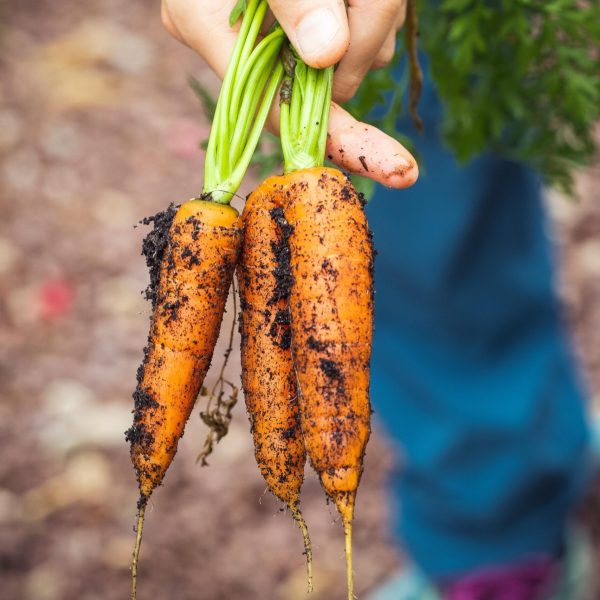 pexels-photo-1268101-1268101 A hand holding freshly harvested organic carrots with soil in a garden setting.
